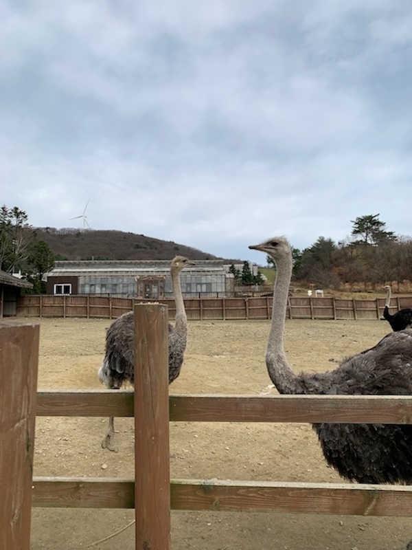 Animal Encounter